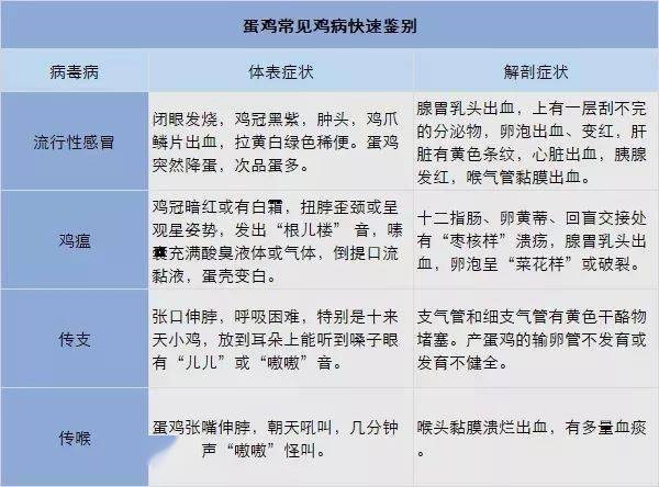 新澳今晚资料鸡号详解与飞速释义解释落实展望