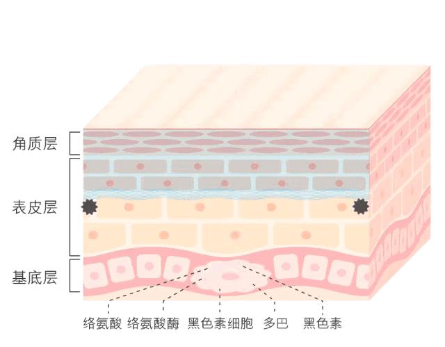 关于白小姐一码一肖中特肖循环释义解释落实的研究与探讨